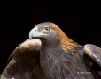 Golden_Eagle